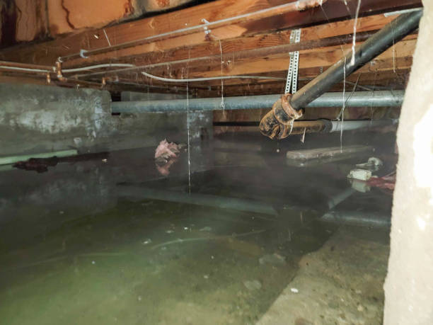 Best Local water damage restoration  in Magna, UT